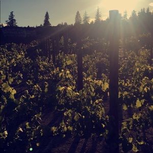 Meet your Posher, Obed